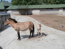 Фото Лошадь Пржевальского