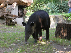 Фото Тапир Бэрда