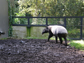 Фото Чепрачный тапир