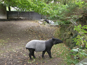 Фото Чепрачный тапир