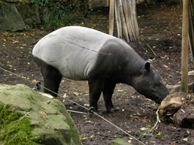 Фото Чепрачный тапир