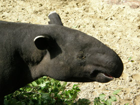 Фото Чепрачный тапир