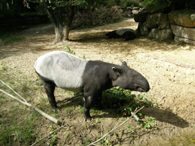 Чепрачный тапир Чепрачный тапир