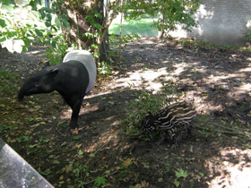 Фото Чепрачный тапир