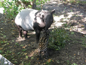 Фото Чепрачный тапир