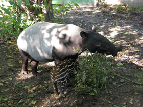 Фото Чепрачный тапир