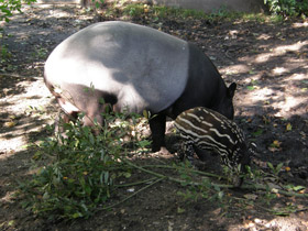 Фото Чепрачный тапир