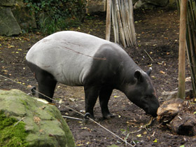 Фото Чепрачный тапир
