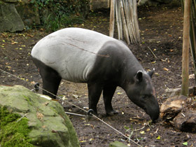 Фото Чепрачный тапир