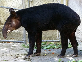 Фото Горный тапир