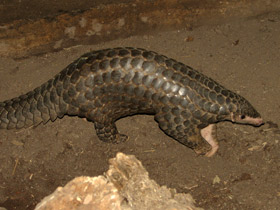 Смотреть фото Панголин: робкий ящер Фото Панголин: робкий ящер