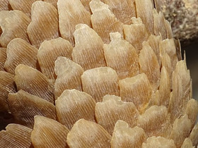 Фото Белобрюхий ящер