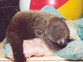 Фото Двупалый ленивец