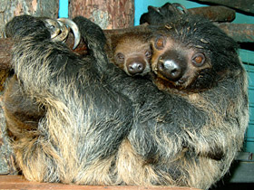 Двупалый ленивец