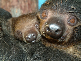 Фото Двупалый ленивец