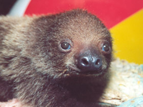 Фото Двупалый ленивец