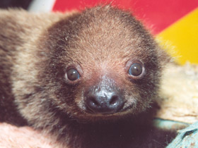 Двупалый ленивец