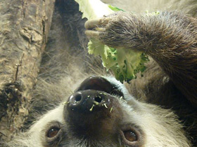 Фото Ленивец Гоффмана