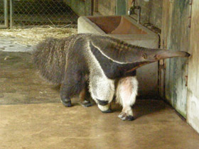 Смотреть фото Гигантский муравьед Фото Гигантский муравьед