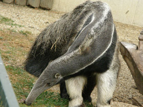 Смотреть фото Гигантский муравьед Фото Гигантский муравьед