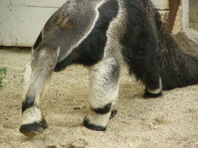 Смотреть фото Гигантский муравьед Фото Гигантский муравьед