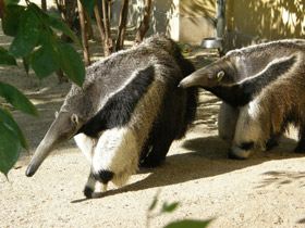 Смотреть фото Гигантский муравьед Фото Гигантский муравьед