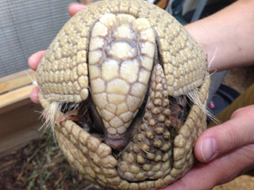 Фото Шаровидный броненосец