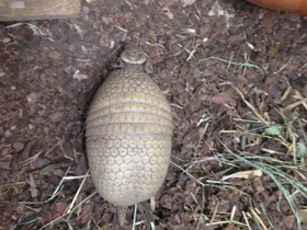 Фото Шаровидный броненосец