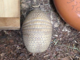 Фото Шаровидный броненосец