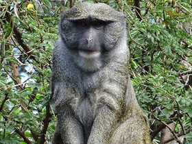 Фото Мартышка Аллена