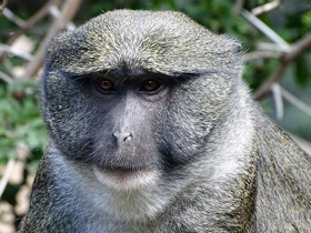 Фото Мартышка Аллена