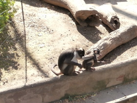 Фото Дымчатый мангобей