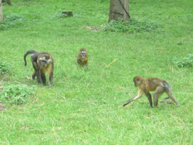 Фото Золотистый мангабей