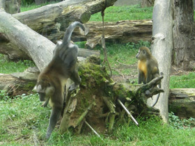 Фото Золотистый мангабей