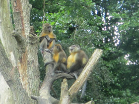 Фото Золотистый мангабей