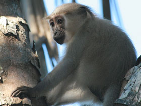 Фото Хохлатый мангабей