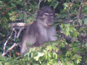 Фото Cercocebus lunulatus