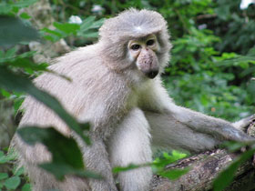 Фото Мангобей Санье