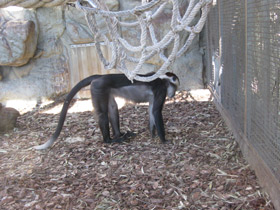 Фото Красноголовый мангобей