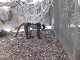 Фото Красноголовый мангобей