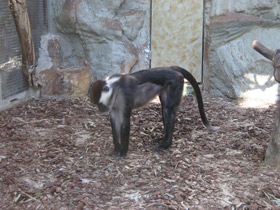 Фото Красноголовый мангобей