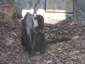 Фото Красноголовый мангобей