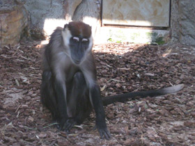 Фото Красноголовый мангобей