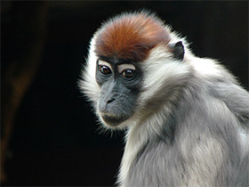 Фото Красноголовый мангобей