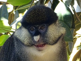 Краснохвостая мартышка