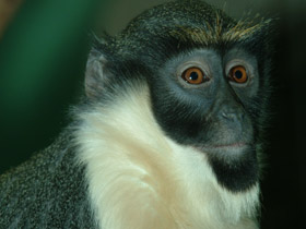 Фото Мартышка-диана