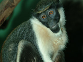 Мартышка-диана