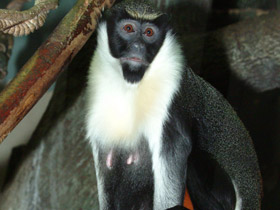 Фото Мартышка-диана