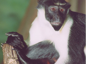 Мартышка-диана