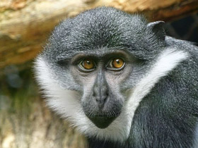 Бородатая мартышка